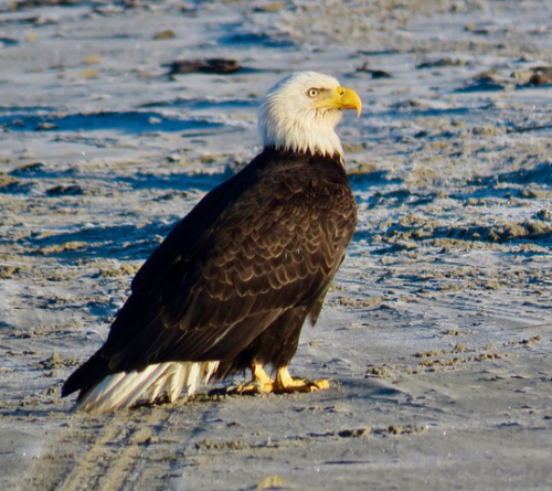 Eagle on Del Rey Beach