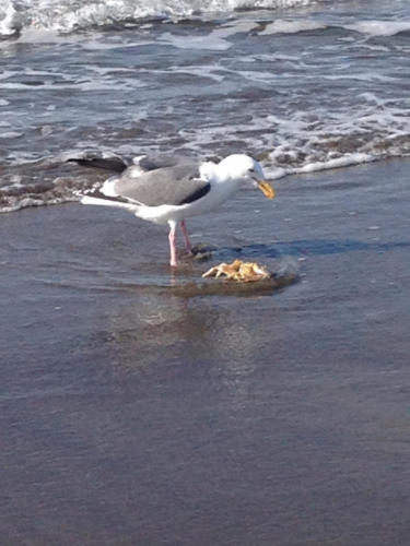 Hungry Seagull