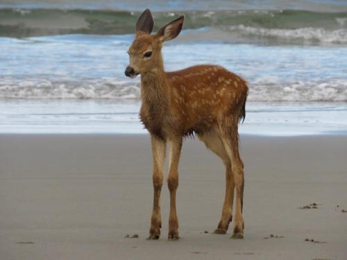 Fawn on Del Rey Beach