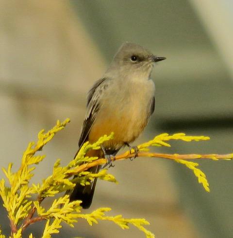 Say's Phoebe, The Reserve