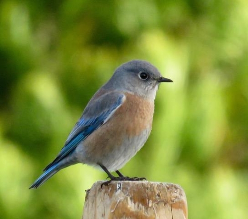 Female Western Bluebird, The Reserve