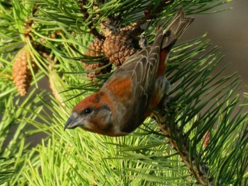 Red Crossbill, Highlands Lane